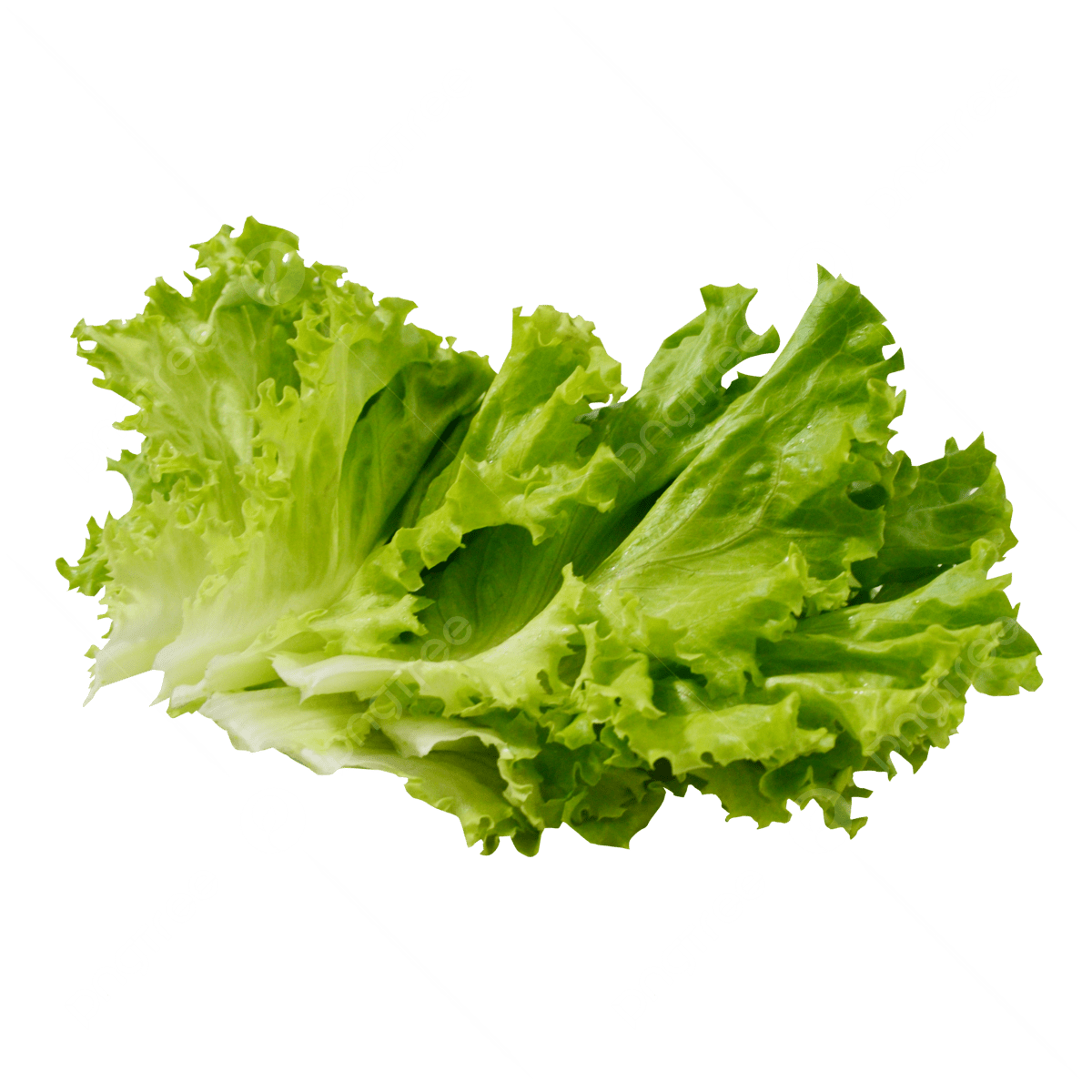 Lettuce